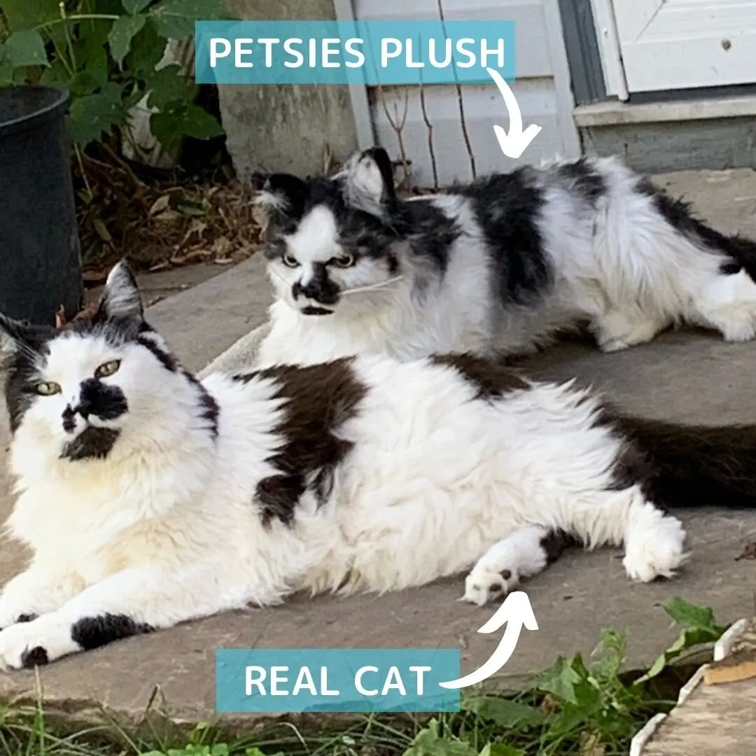 Custom Cat Stuffed Animal (Petsies "Forevers")