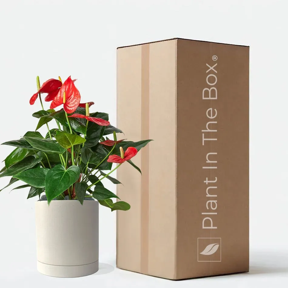 Perfectly Potted Houseplant Gift Box
