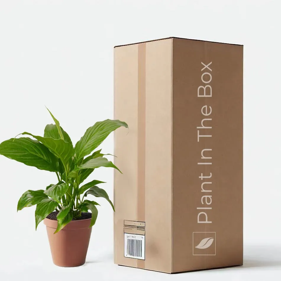Spathiphyllum 'Peace Lily' (Nursery Pot)