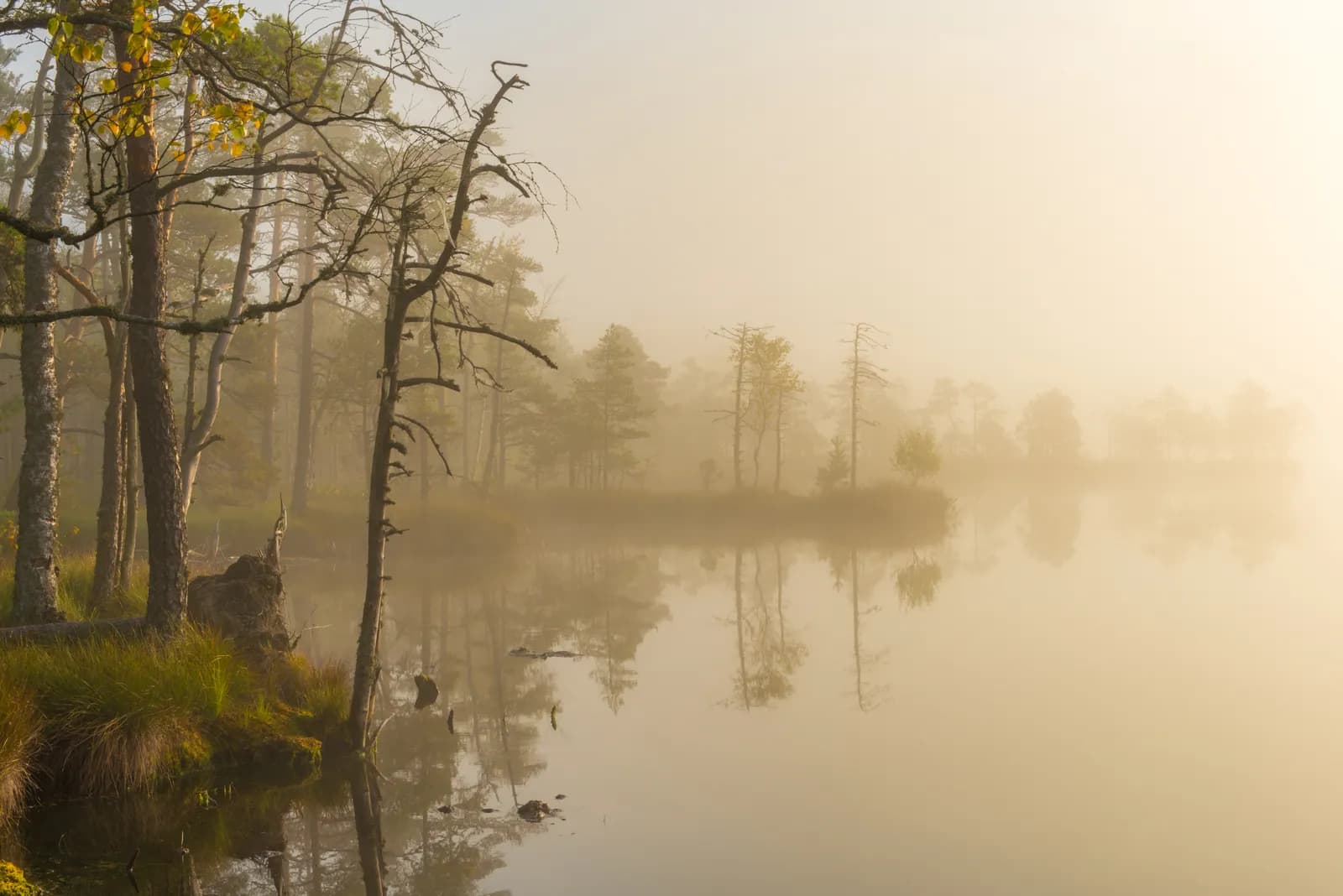 Morning mist rising over a still bog lake at sunrise, with trees reflected in the calm golden water.