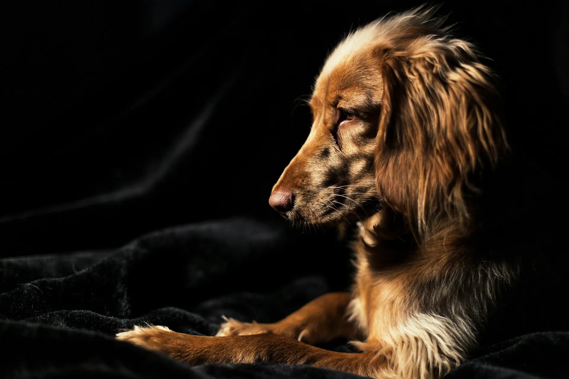 A golden spaniel resting calmly in soft light against a dark background.