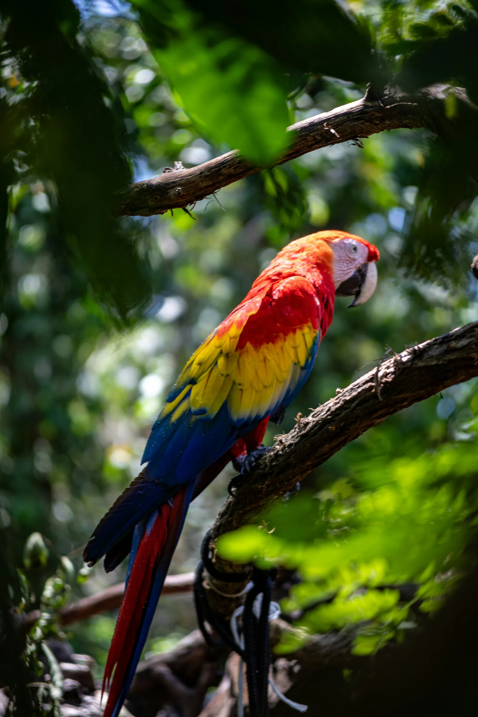 Exotic Pet Cremation Cost: Birds, Rabbits, Reptiles