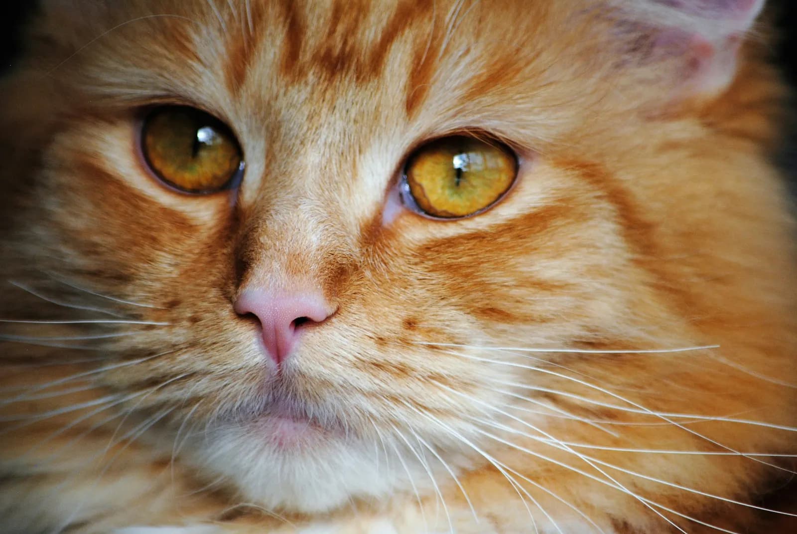 Cat Cremation Cost: What to Expect in 2026