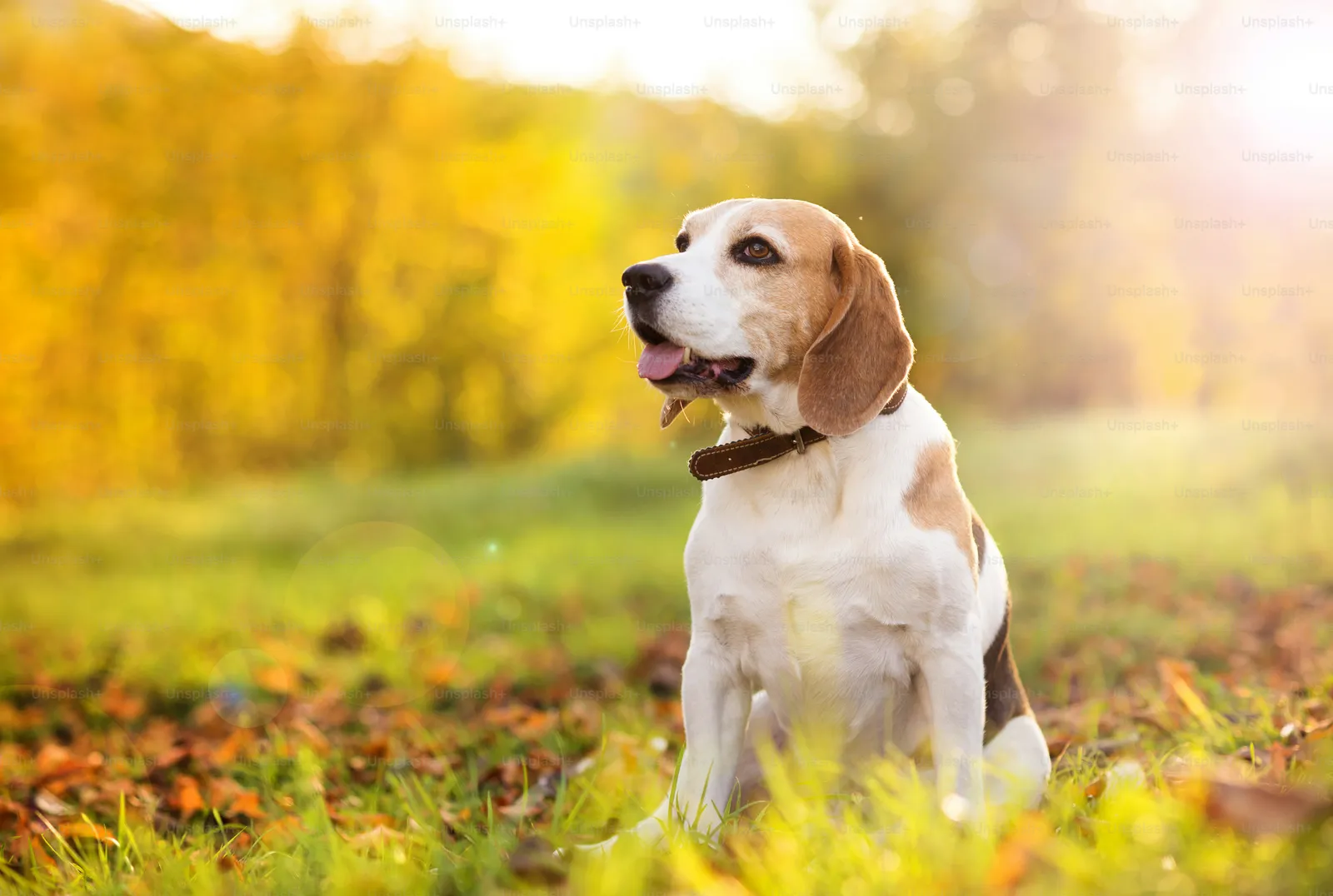 Dog Cremation Cost: Complete 2026 Guide