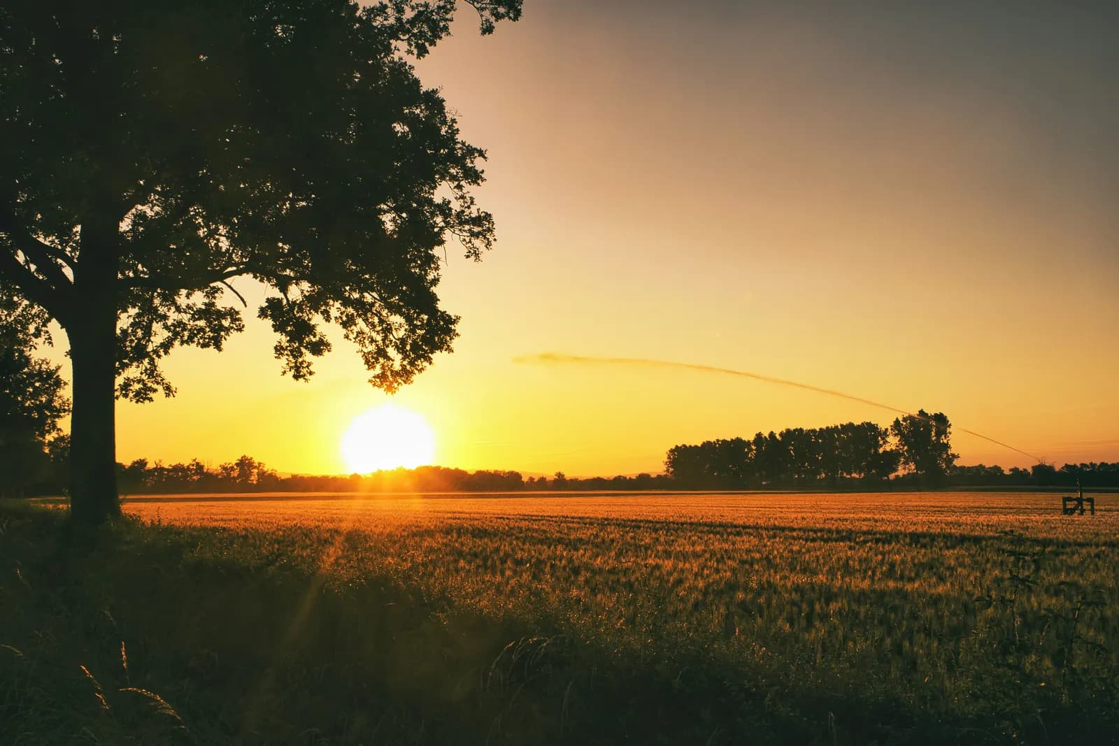 Horse Cremation Cost: Large Animal Guide