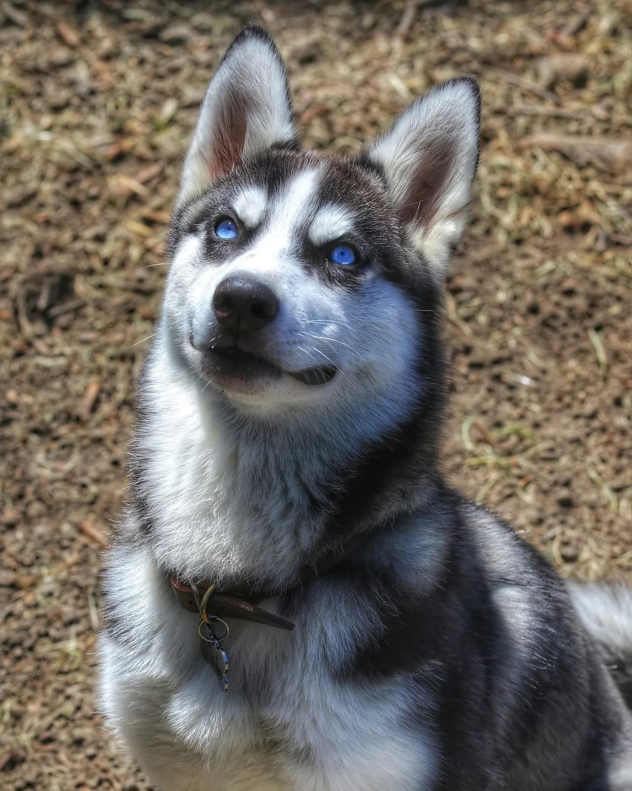 Scout